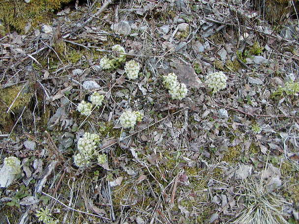  Image name: Farfaraccio3.jpg 
 width: 608 pixel 
 height: 456 pixel 
 Size: 85692 bytes 
 Click to enlarge 